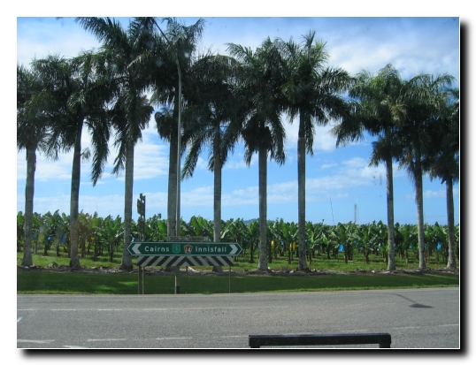 18 Banana Plantation